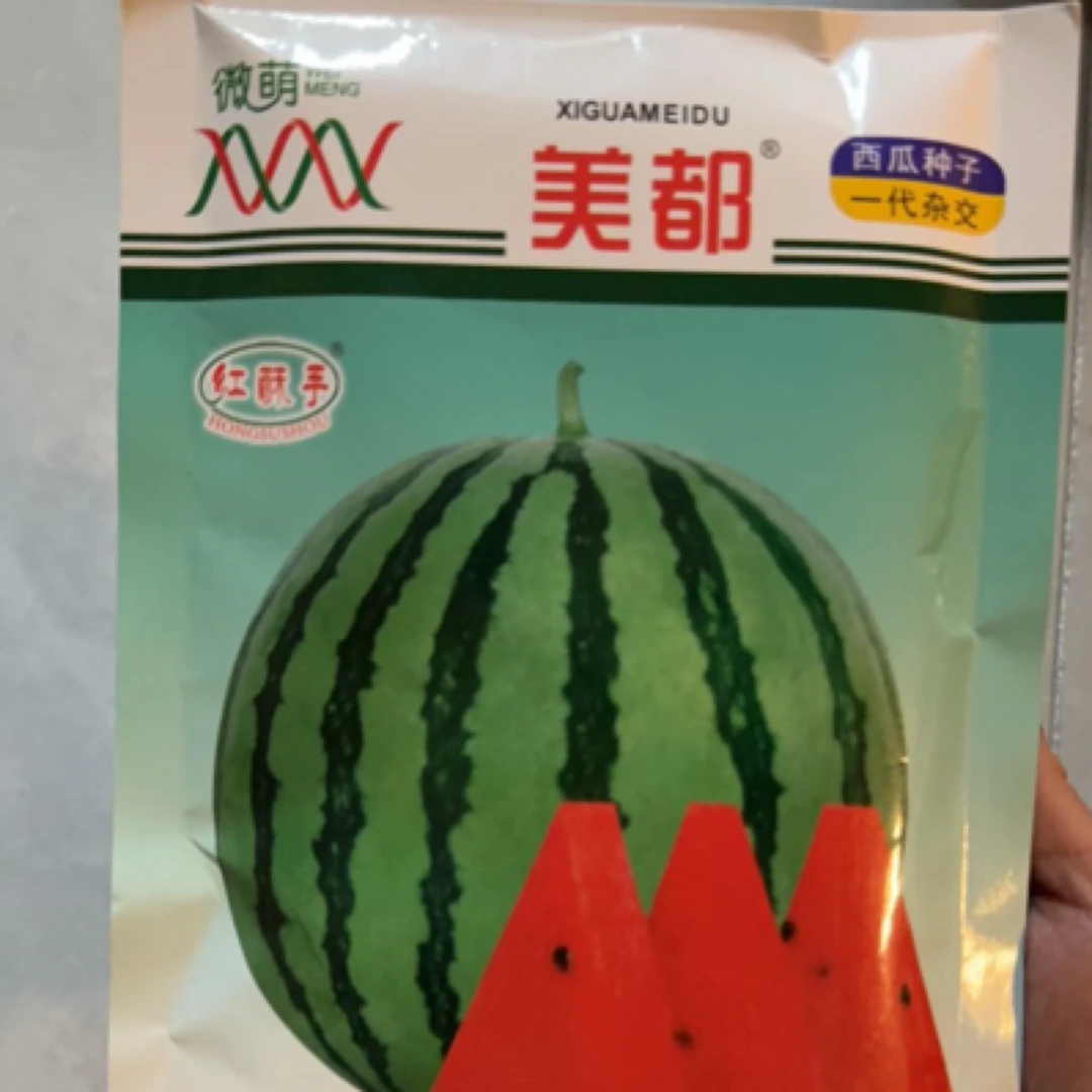 微盟美都,嫁接西瓜苗