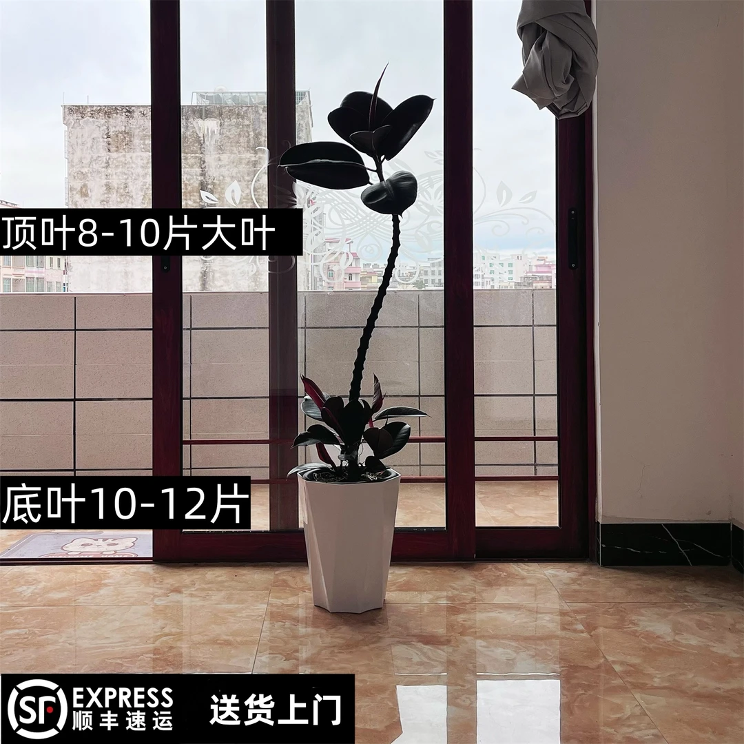 黑金刚橡皮树大型造型网红老桩客厅卧室餐厅店铺大型绿植盆栽盆景