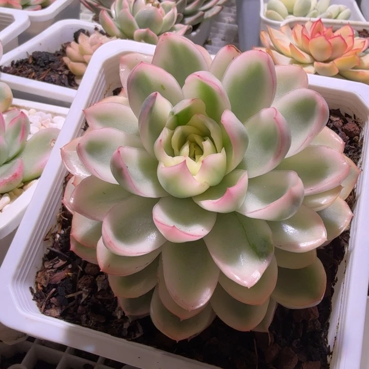 黄玫瑰锦多肉植物