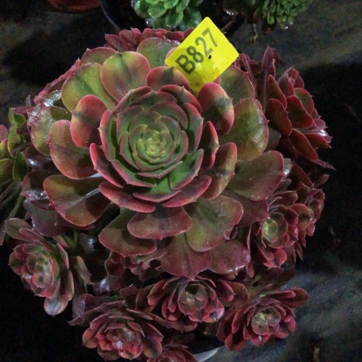 雅典娜多肉827000000000