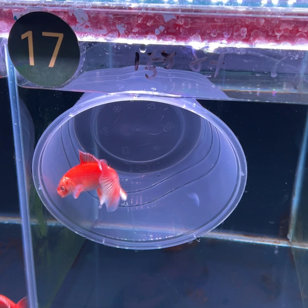 海水A****?姑嗲鲤11