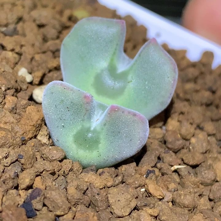 精品多肉植物精品多肉