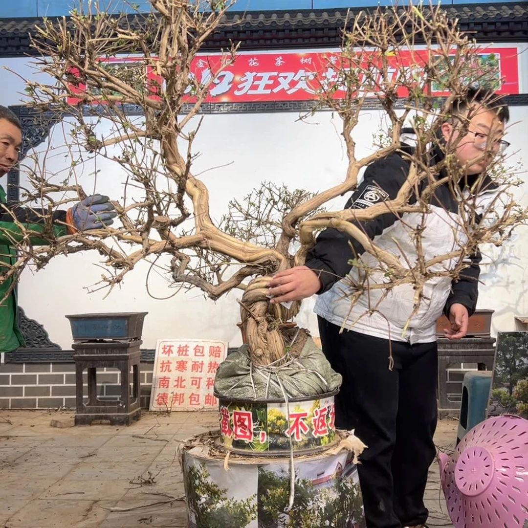 无花朵金银花588858888888888858