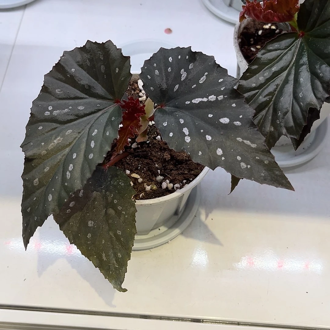 完全开放新品未命名小众竹节