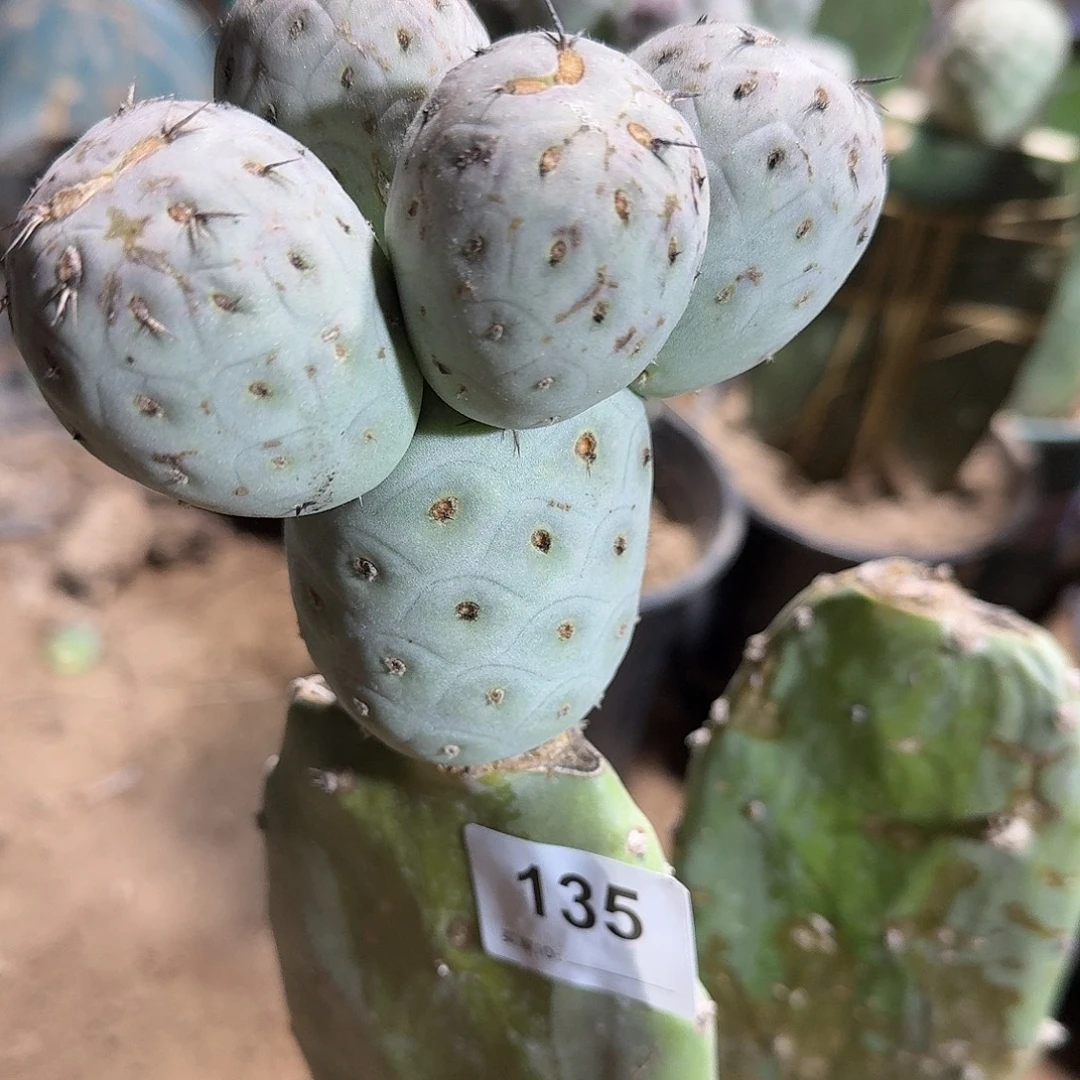 白皮圆球洞洞习志野135