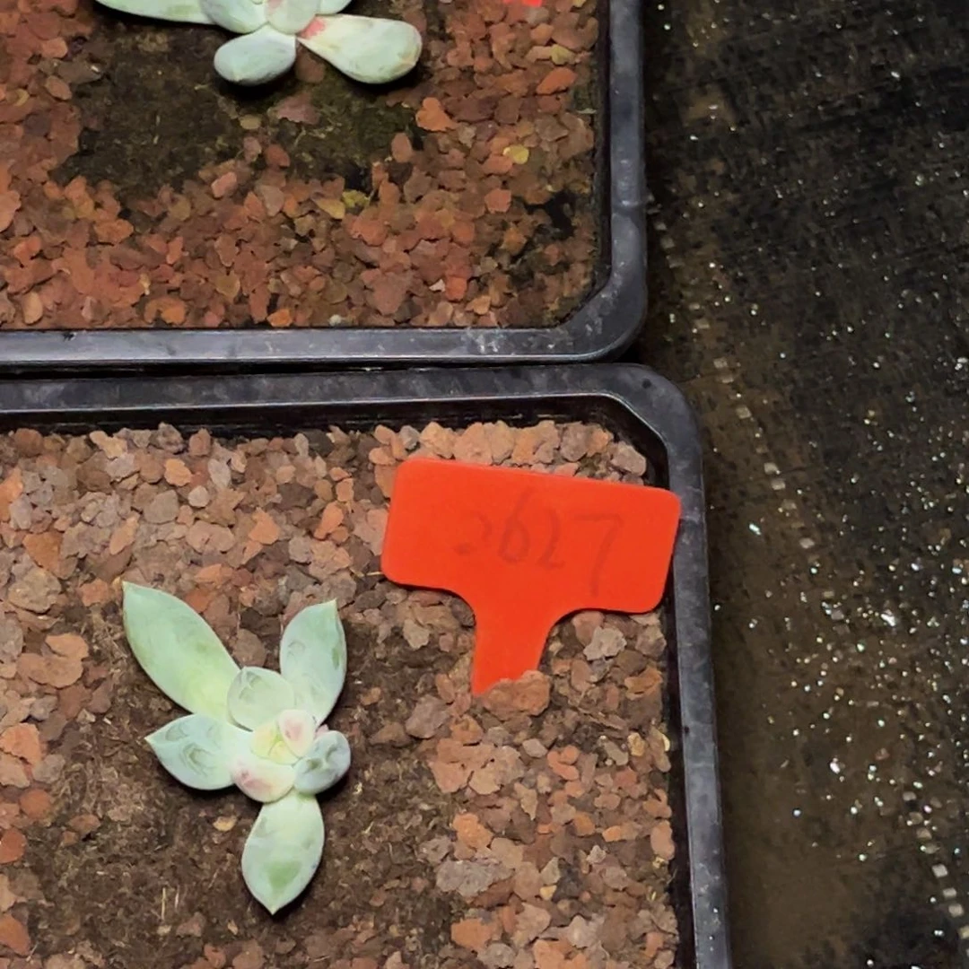 姜***姜9046和2627号晚上多肉植物群生多肉