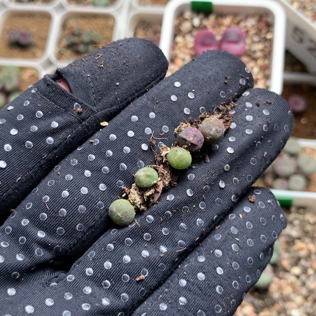 a956大眼睛空蝉0.5厘米