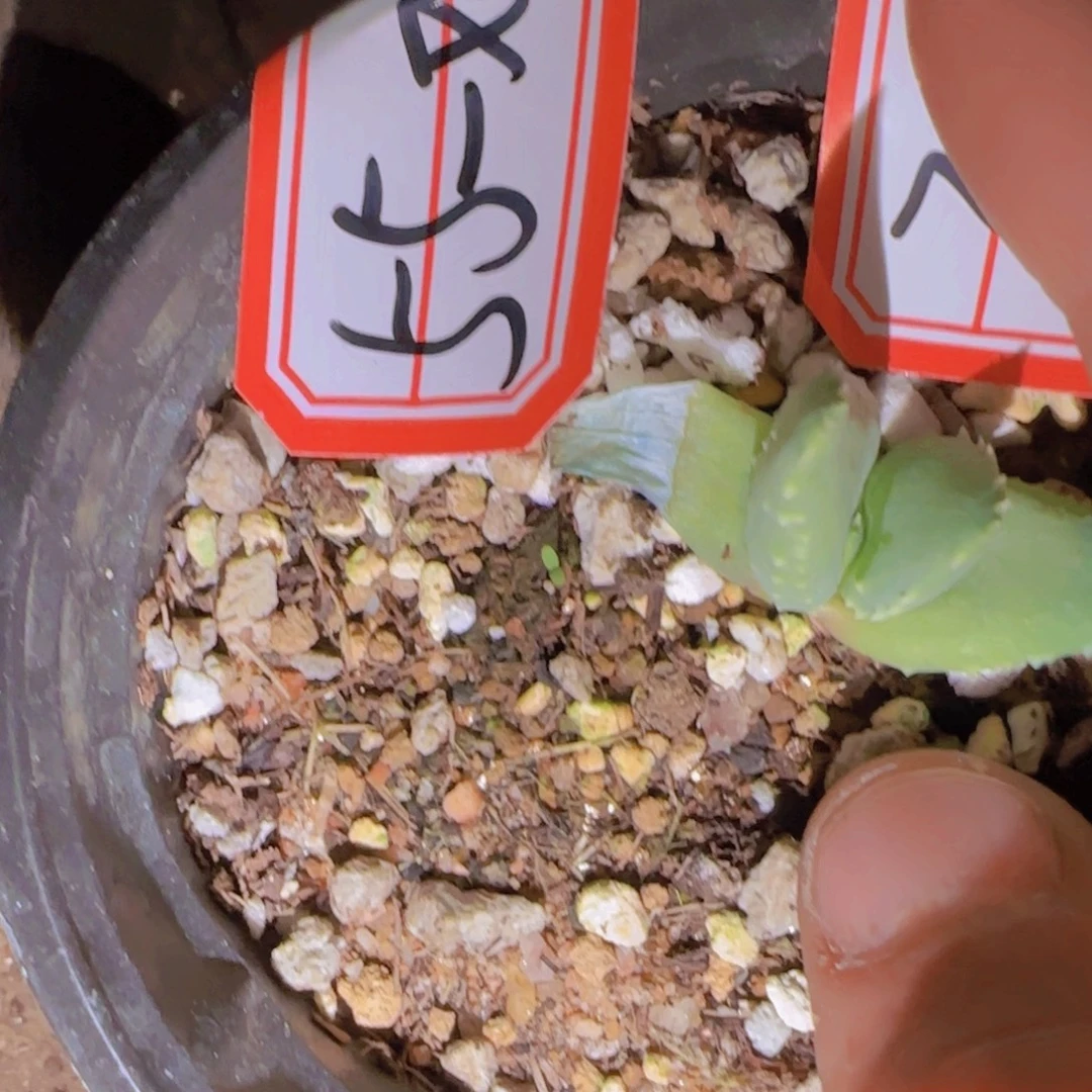 毛***婆块根植物块根植物