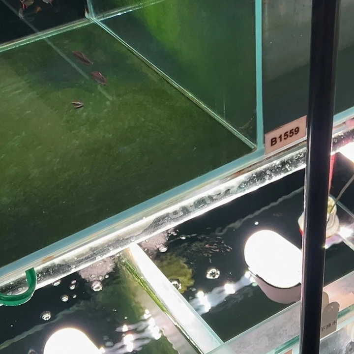 海水鱼用****9皇室青魔鬼公4条