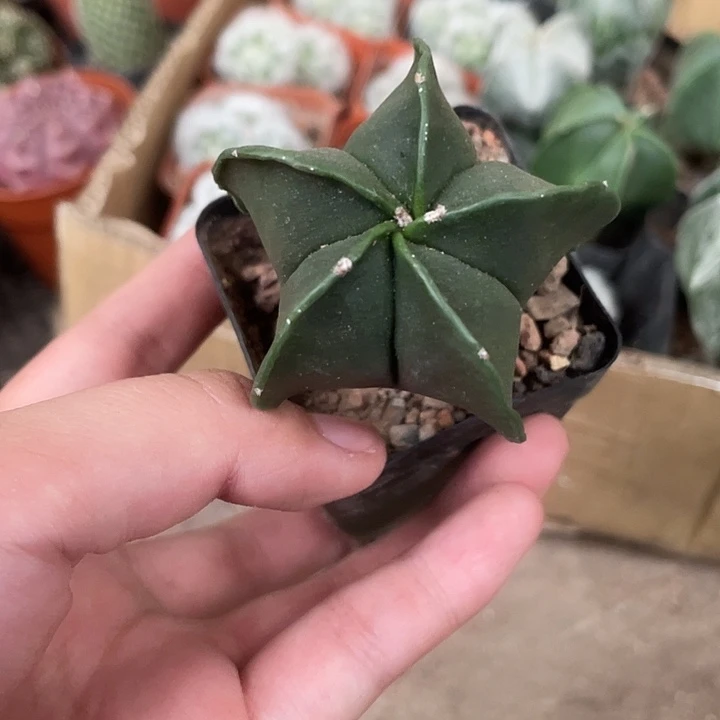 当前无花栽培后可以开花五角绿仙人球开花植物