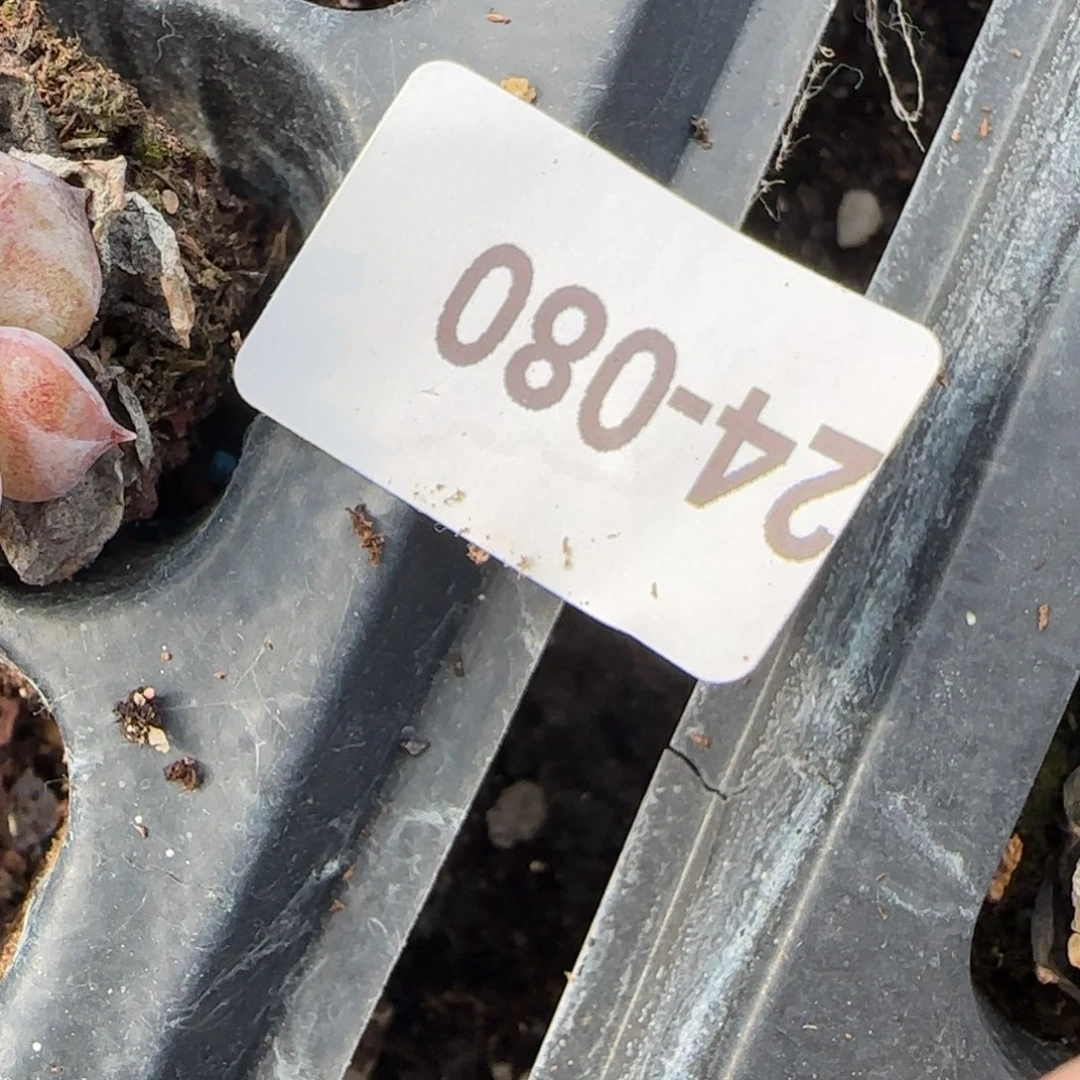 小卡拉米糖心一物一拍