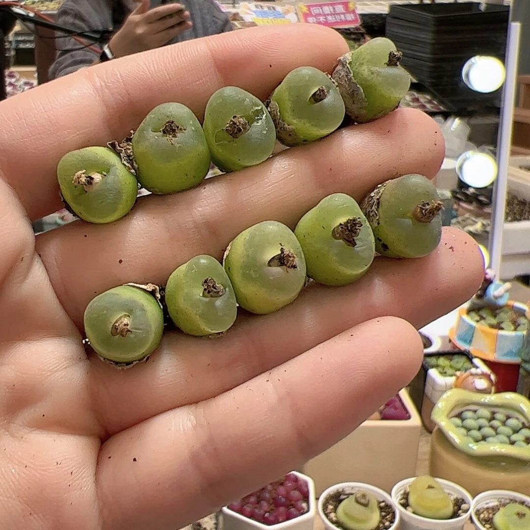 【闪购商品】49o泡