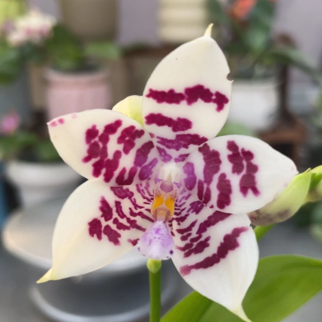 完全开放YC41，2.5杯开花株