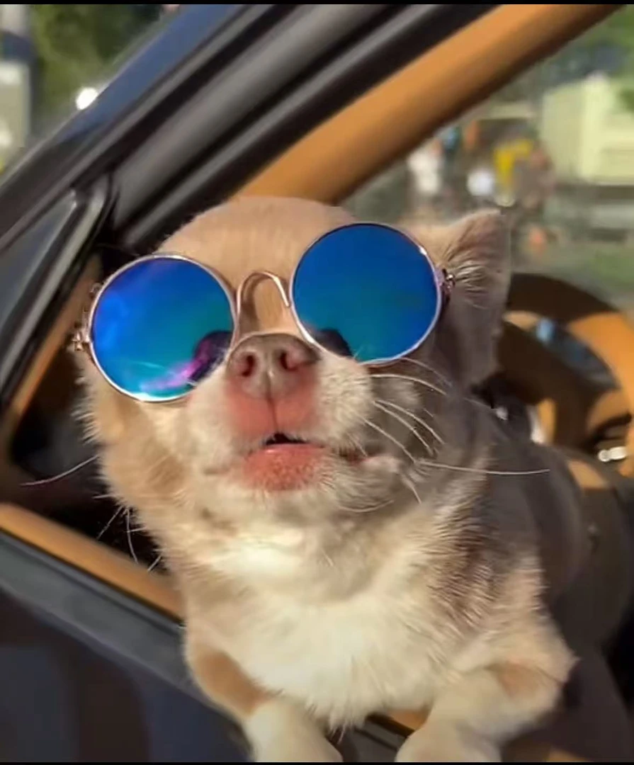 宠物太阳眼镜猫咪拍照用品狗狗装酷个性中小型犬猫咪搞怪眼镜