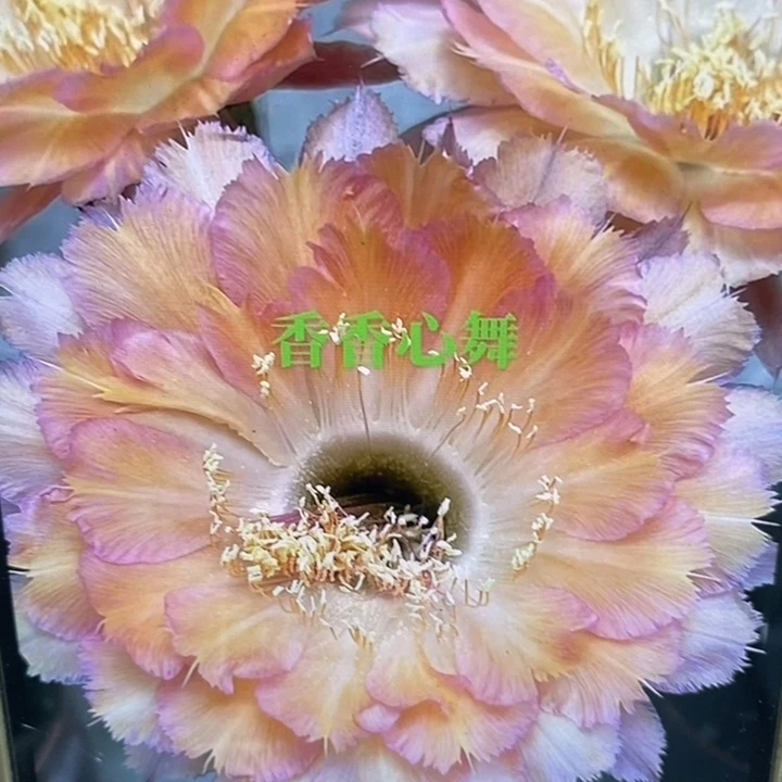 彩草心舞带根5.2公分左右