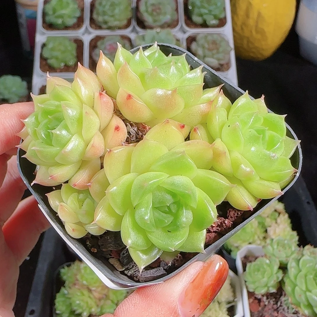 1006---98麦秆优选不包整