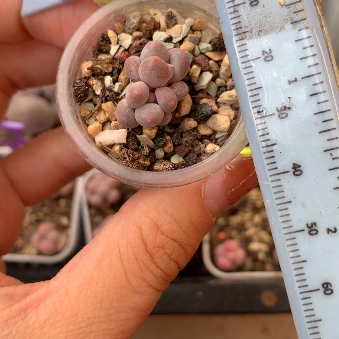 夏哥哥樱花奶 不凑满28元发一片叶 不售后 到付