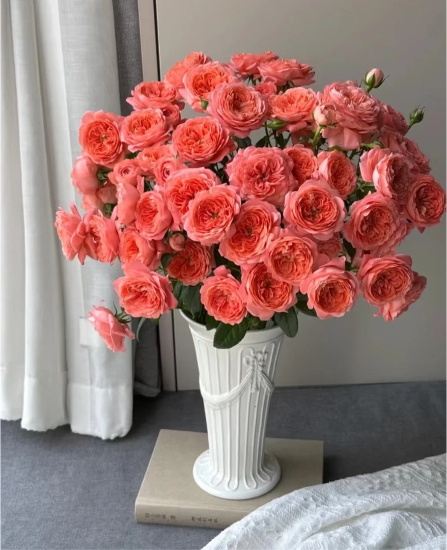 【杏色果汁】1单中通 同地址2单以上顺丰或德邦空运 云南鲜花