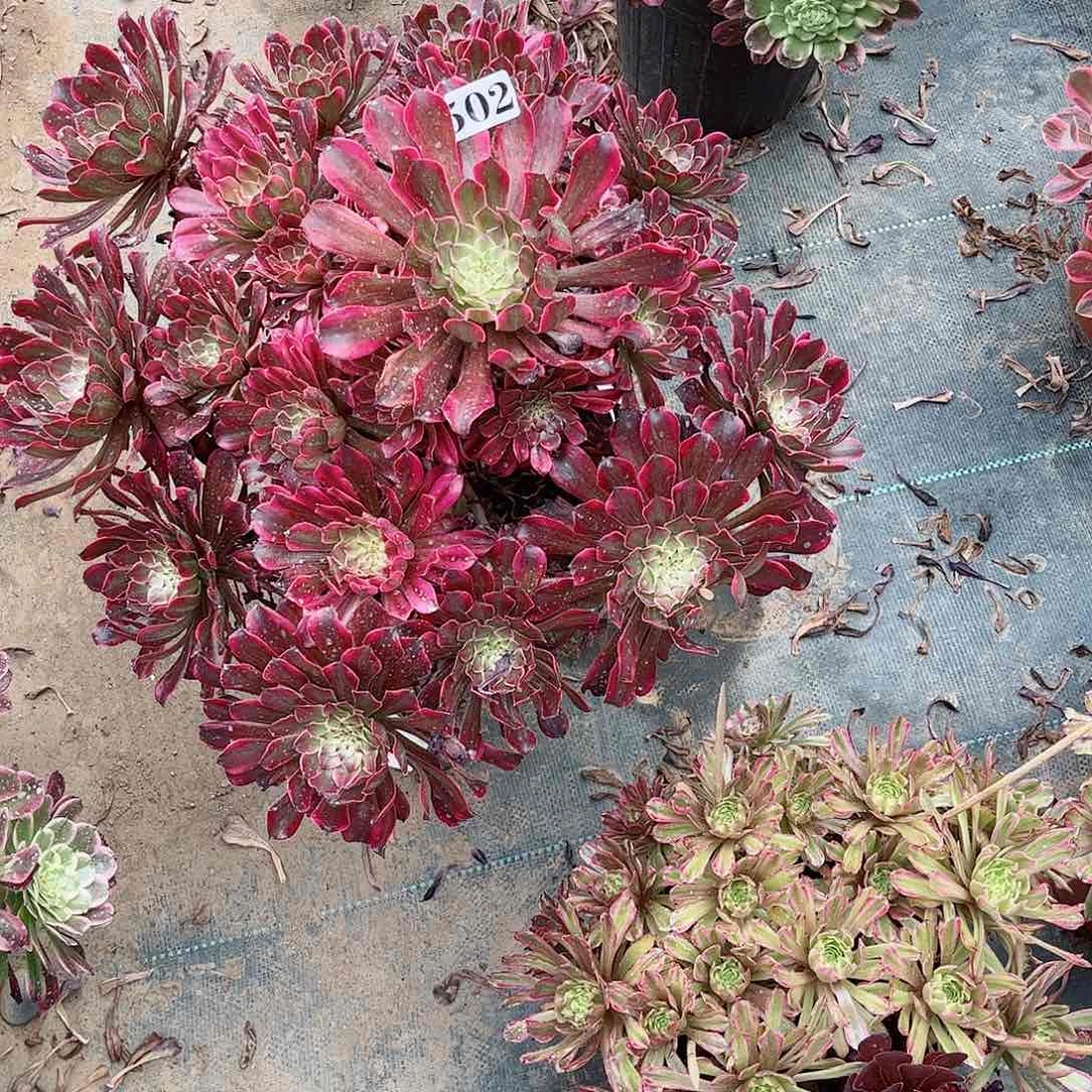 多肉植物502多肉