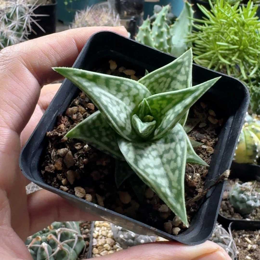 928雪花芦荟脱土发货一个随机