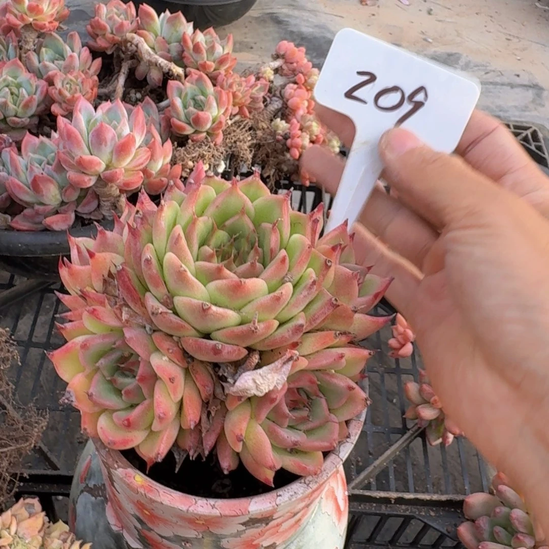 多肉植物和植物的生长发育