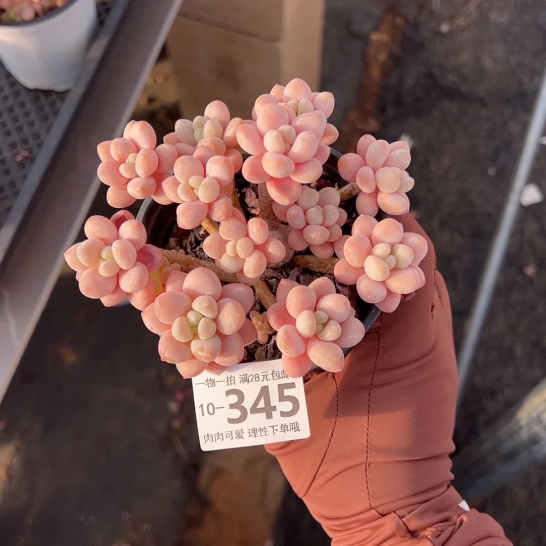 鱼子酱多肉多肉多肉多肉