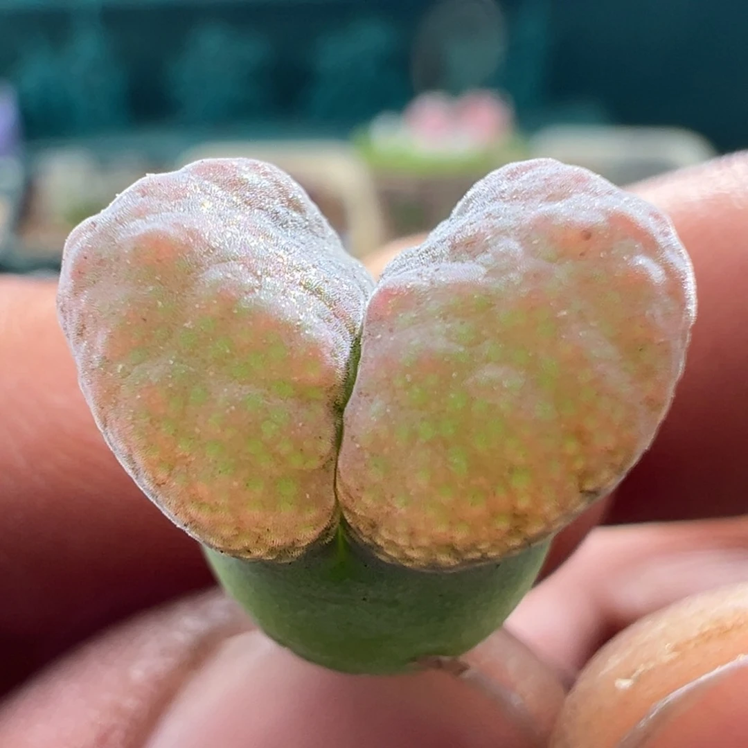 1194优选草莓糖霜折后价大宽翻窗