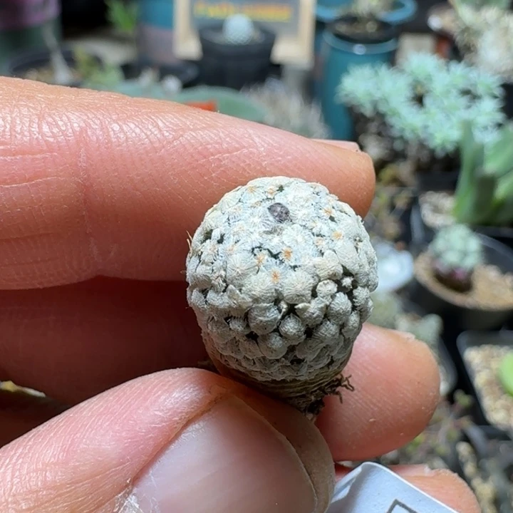 568蔷薇丸脱土发货