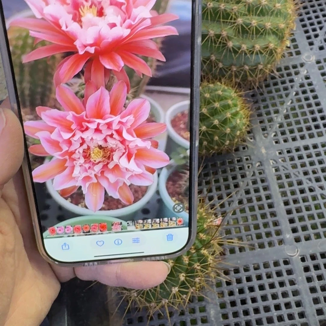 402毛橙宝歪无根侧牙5公分左右，20包邮