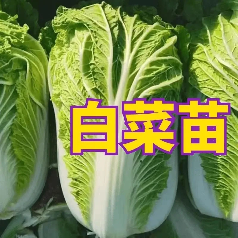 十斤大白菜秧苗绿色大白菜四季可移栽种植高产大白菜苗新鲜便宜