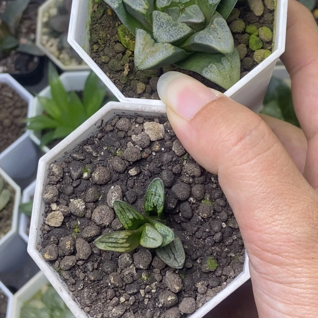 点点at实生寿繁殖苗