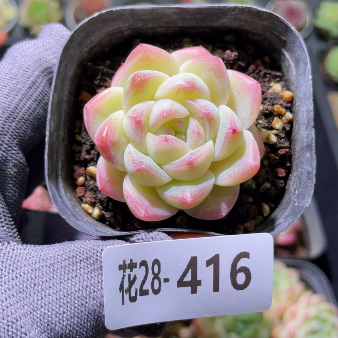 花利美28-416明月心