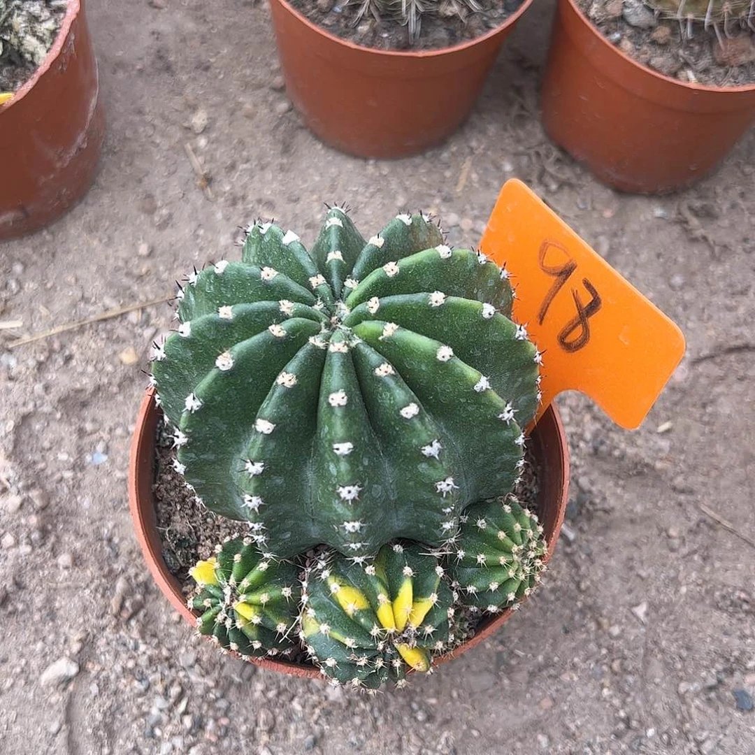 彩草微瑕，偏远不包邮