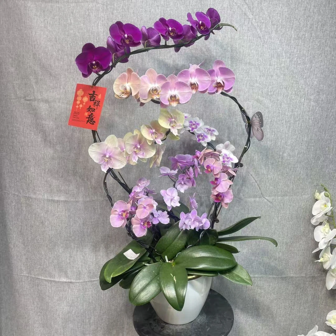 【多色蝴蝶兰】蝴蝶兰紫色系室内植株高端花卉艺术盆栽