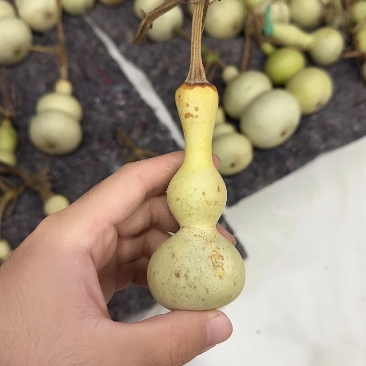 你***好葫芦dnsjdjdnsnssnsn