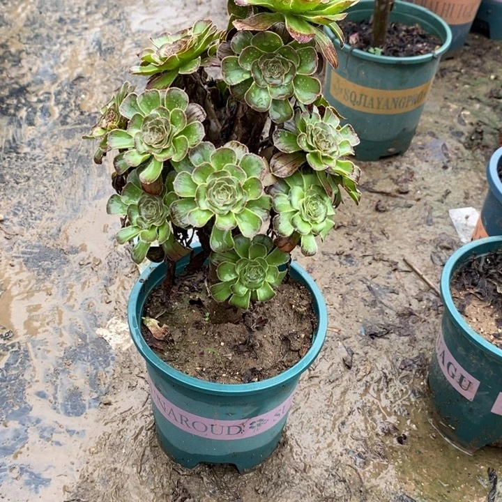 拉丝64多肉植物法师