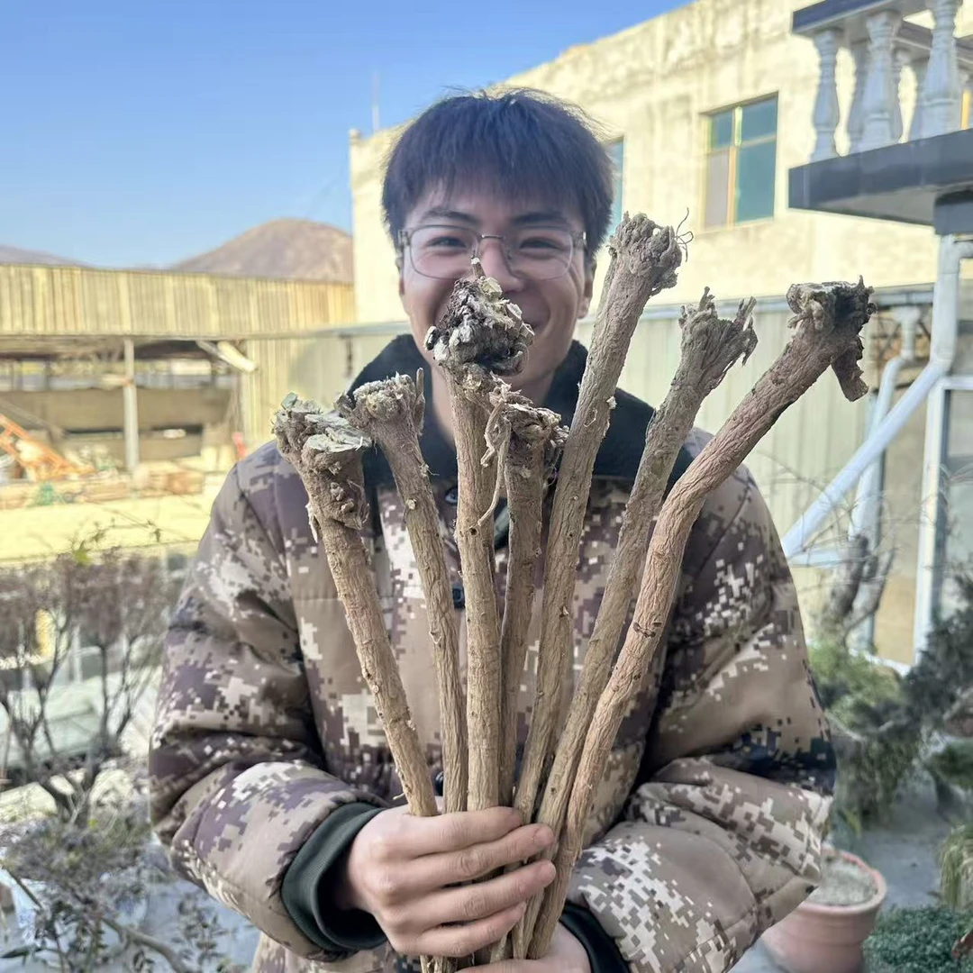 【野黄芪整根】甘肃岷县野黄芪整条发货  500克包邮