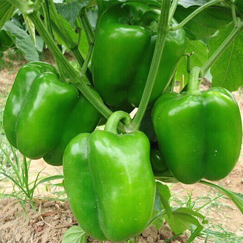 【满5包包邮】特大甜椒种子大椒青椒灯笼椒菜辣椒春秋冬季蔬菜种子