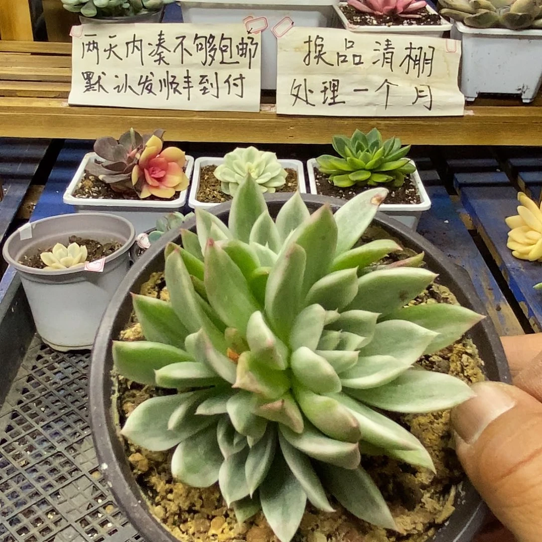 29198 蝴蝶飞舞锦群有砍