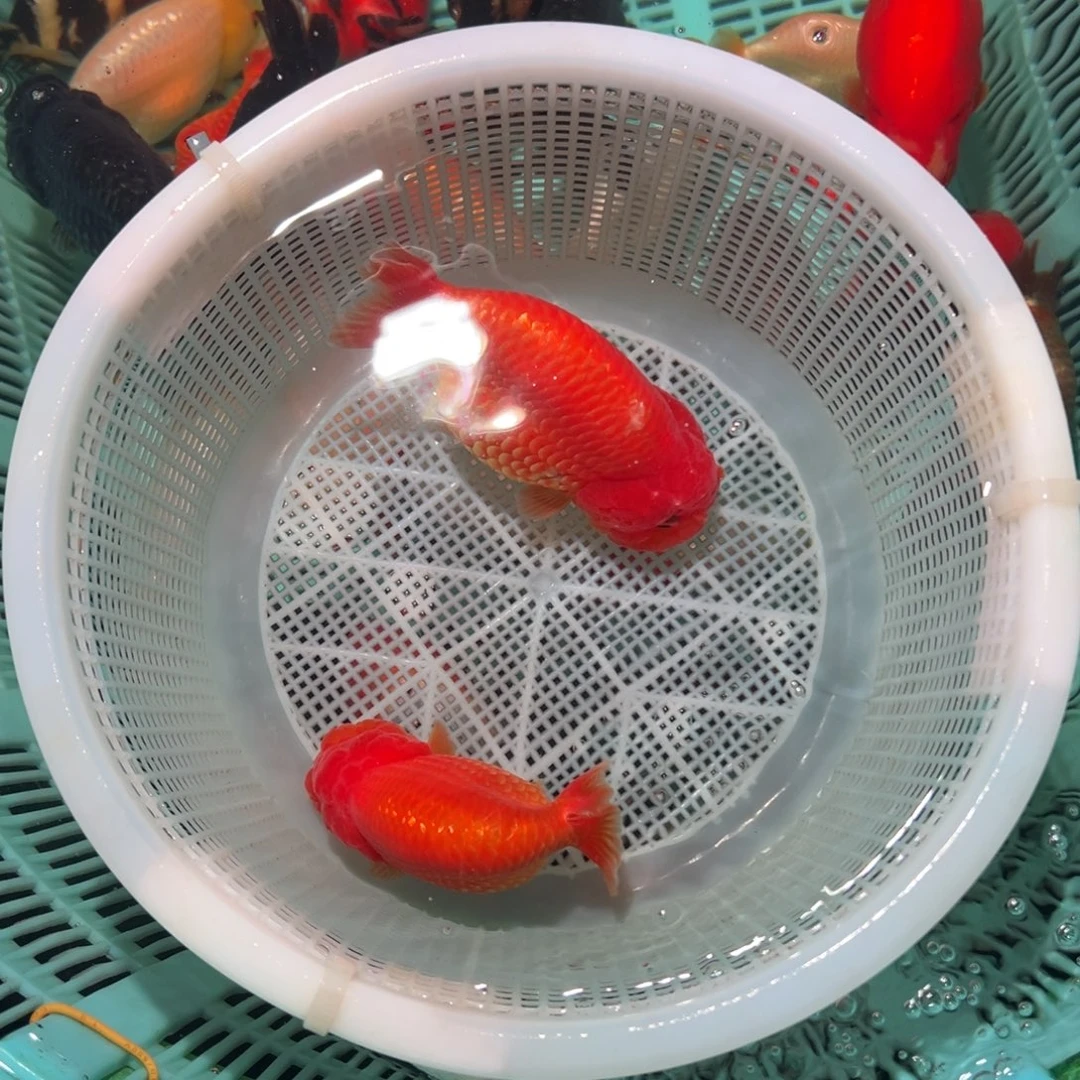 空***Q海水鱼潘氏金鱼兰寿金鱼