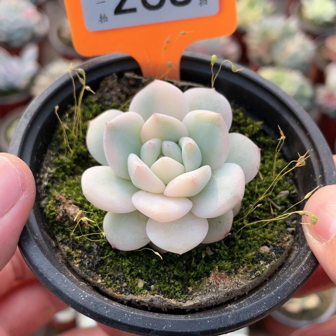 【闪购商品】268号