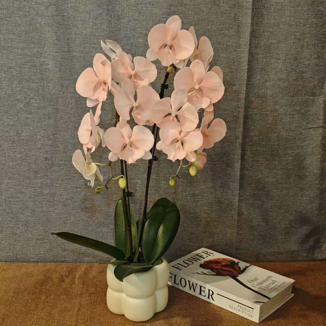 【梦幻水蜜桃】马卡龙色系蝴蝶兰室内花卉观赏送礼带花发货-喷染