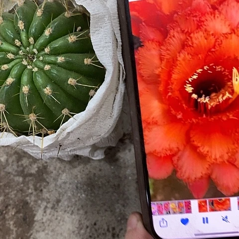 威尔刚毛花，25890000