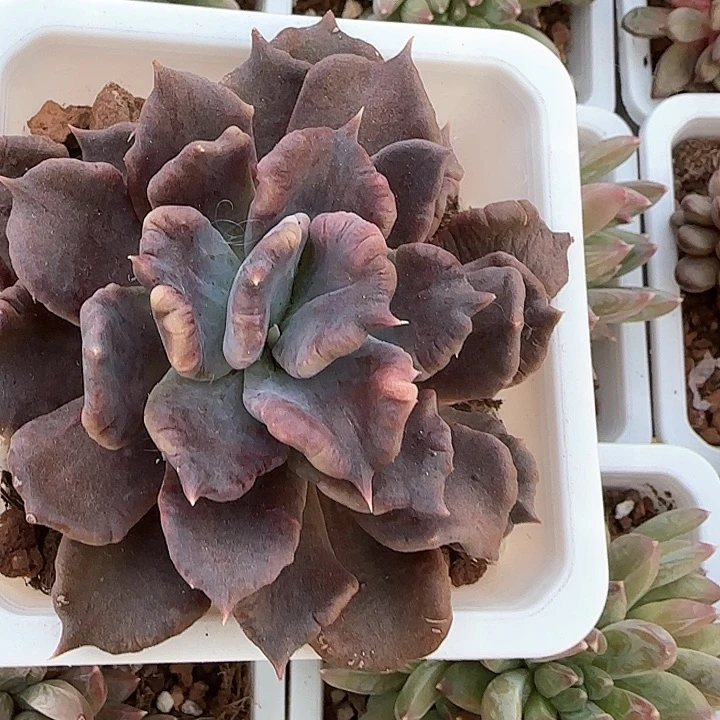 青蛙王子儿童牙膏111