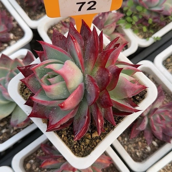 余****72 惊鸿仙子多肉植物6-9cm