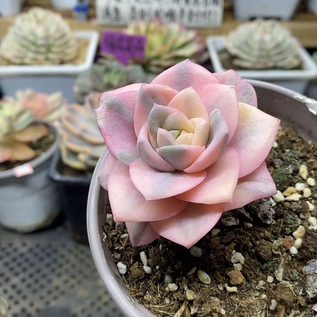 3089 可爱玫瑰彩锦