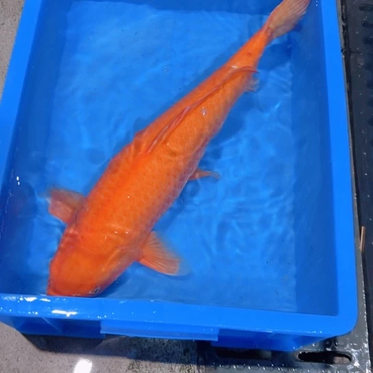 海水赤木芒果芥子