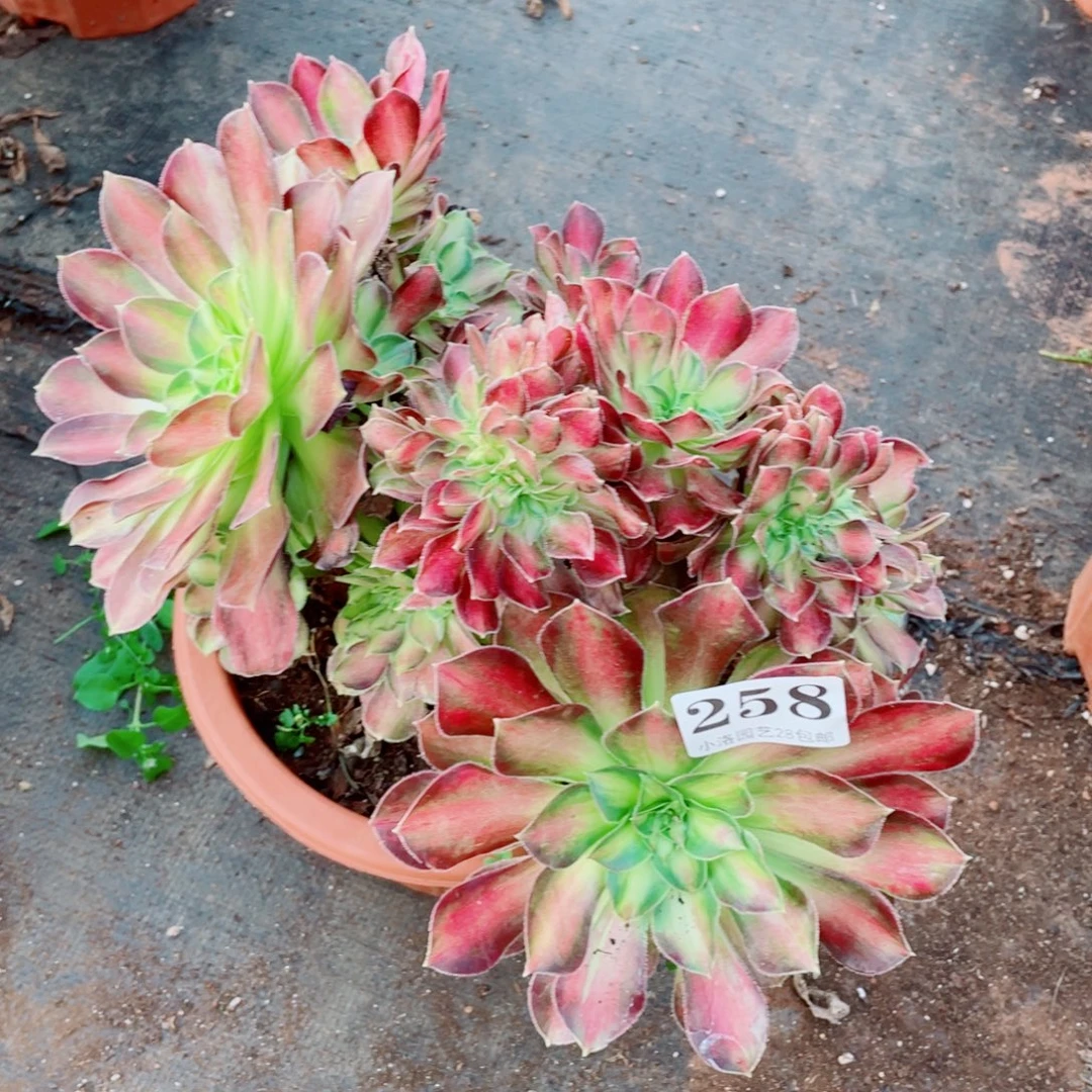 258号韶华缀化多肉植物法师