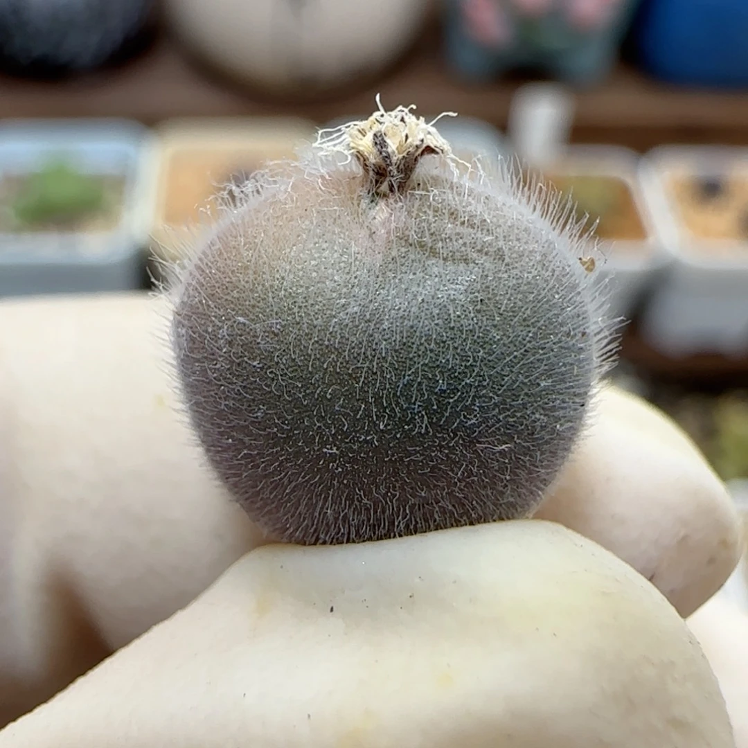 657大型紫毛球优选