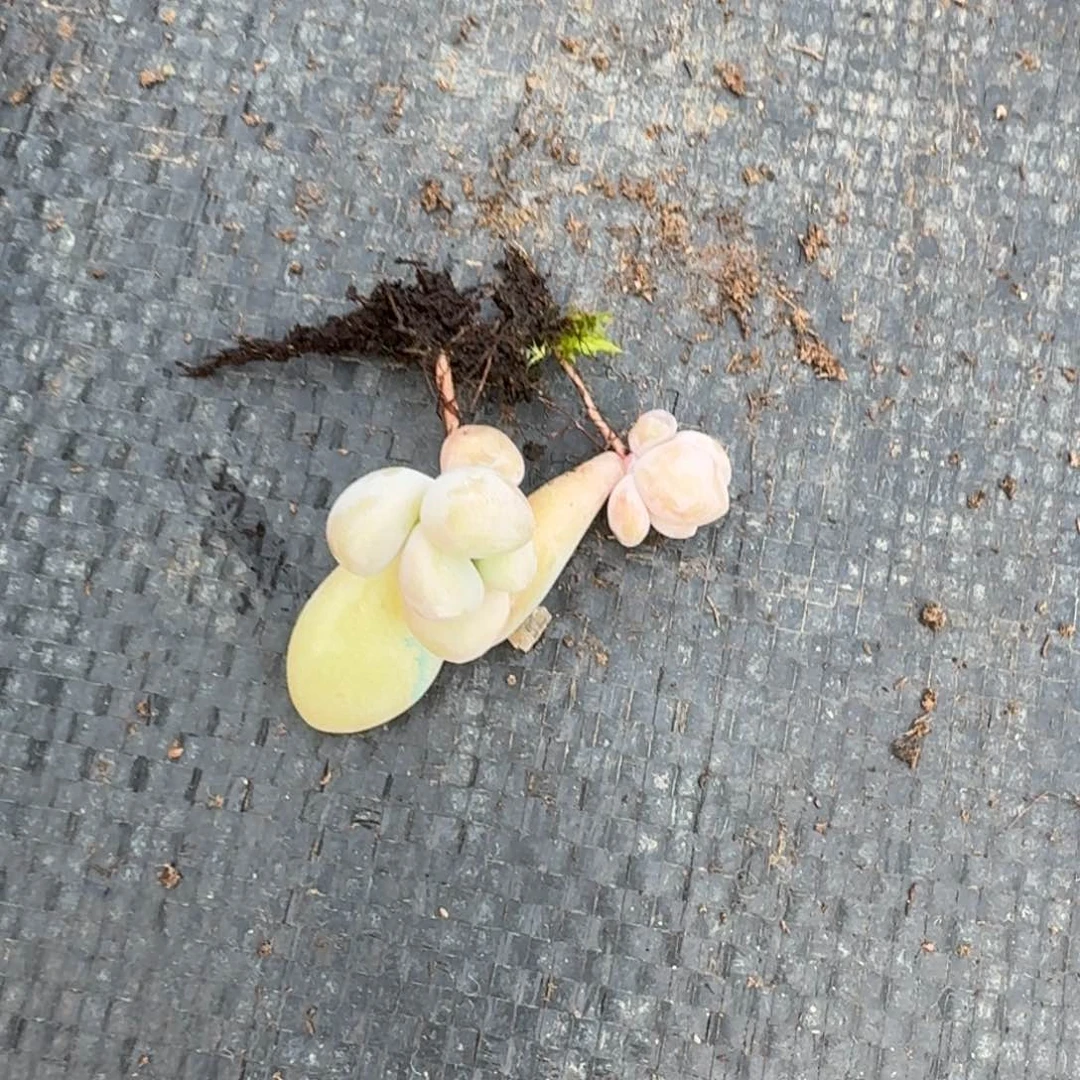 美人叶插两科20-95